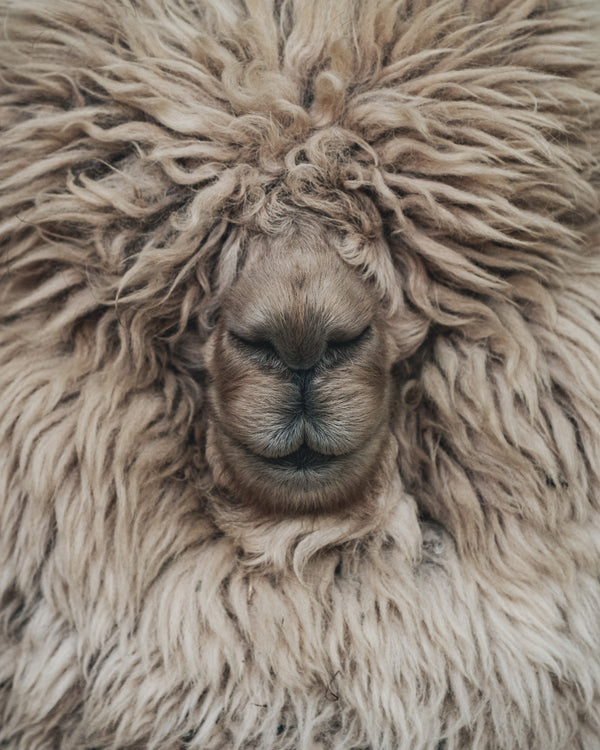 De la Cordillera de los Andes a tu armario: una mirada más cercana a la fibra de baby alpaca