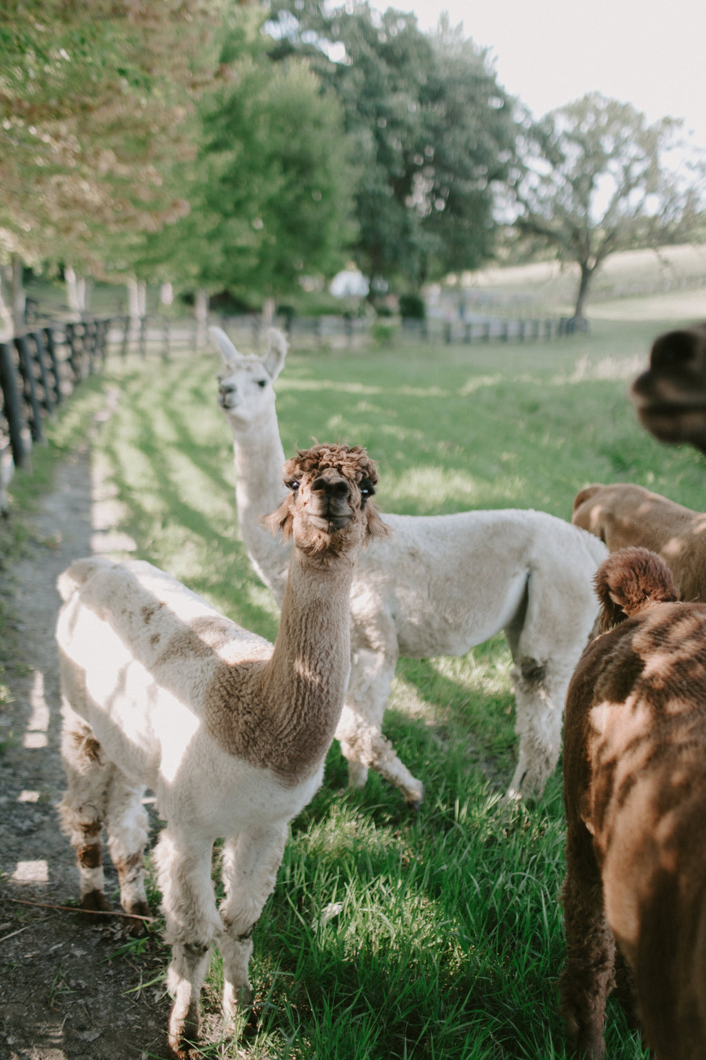 KUNA - La fibra de alpaca ostenta 22 tonalidades naturales. ¿Cuál es tu  favorita? (Fuente: Asociación Internacional de la Alpaca)